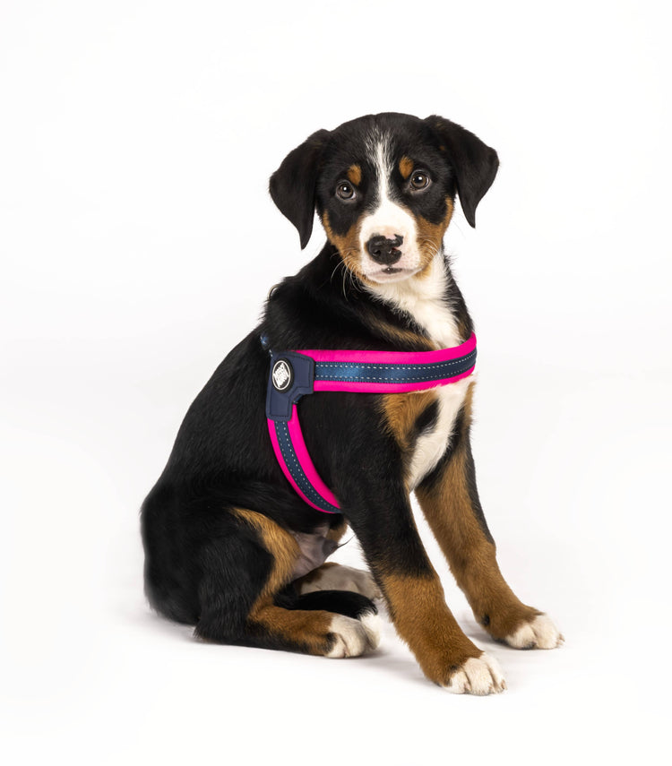 Pettorina per cani Q-Fit Rosa