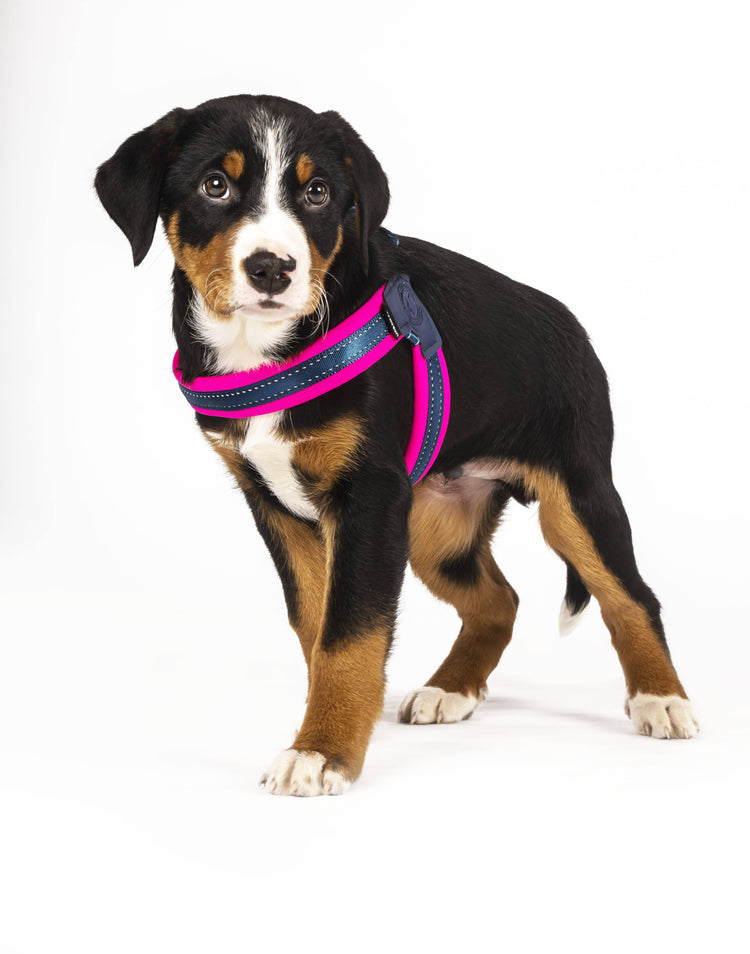 Pettorina per cani Q-Fit Rosa