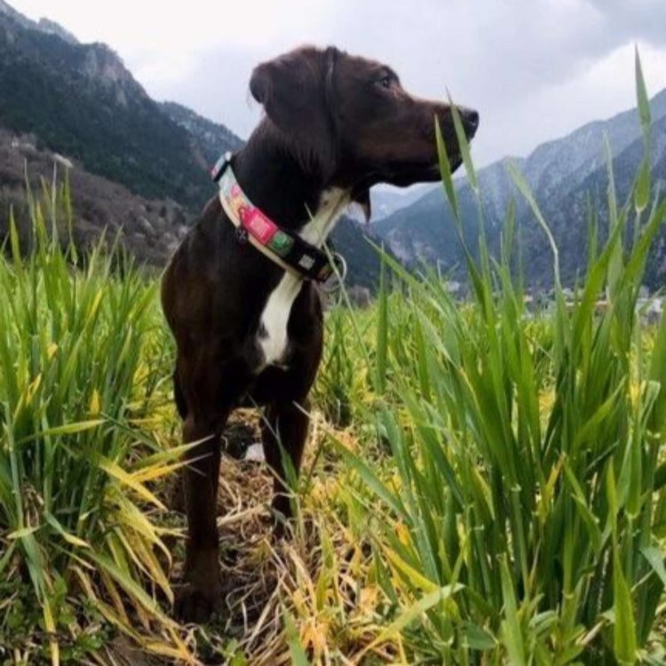 CAPITO! Collare per cani Smart ID - Ciambelle