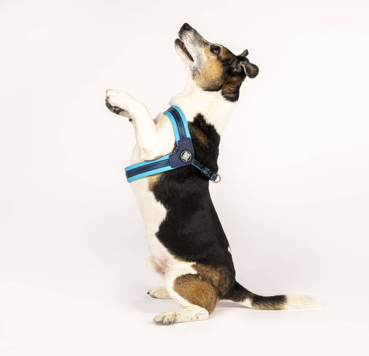 Pettorina per cani Q-Fit Sky Blue | M
