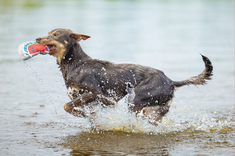 Beeztees Gioco galleggiante Anguria