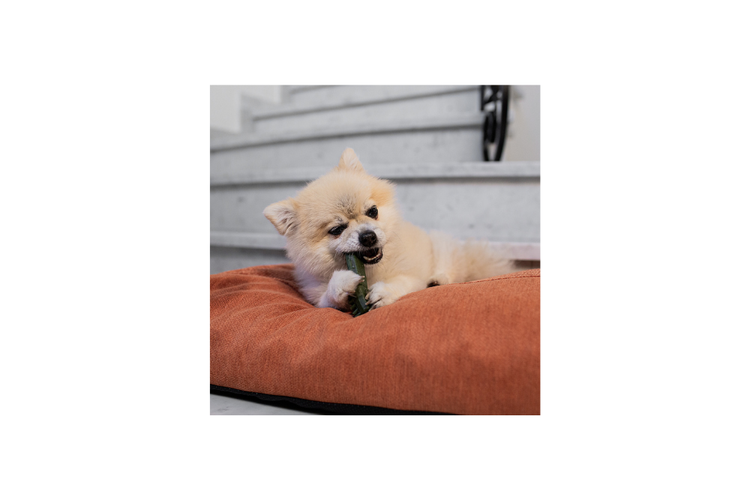 Garden Bites - Toby toothbrush L - 10pz