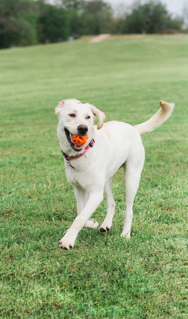 Chuckit! Pallina Air Fetch Taglia Media
