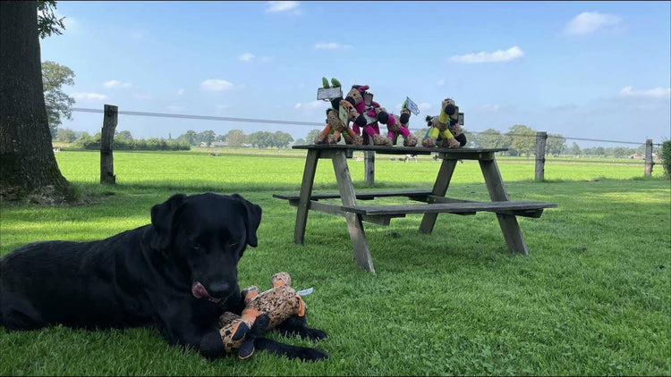 Hofman Animal Care RetroDog Asino Rosa Taglia S