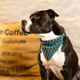 Bandana per cani - Coffee Break | S
