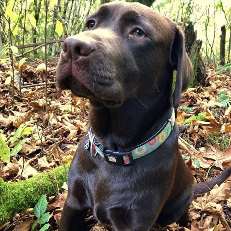 CAPITO! Collare per cani Smart ID - Ciambelle