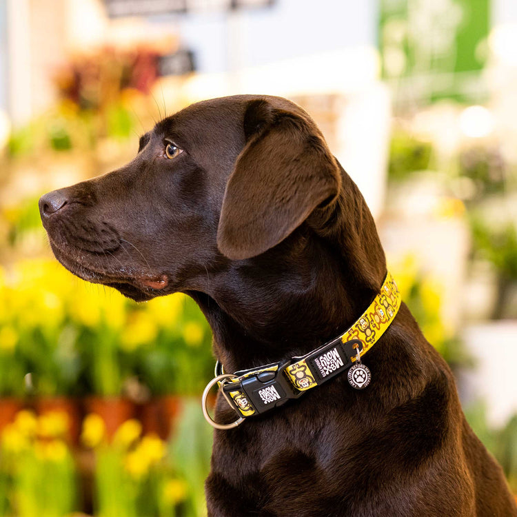 CAPITO! Collare per cani Smart ID - Monkey Maniac