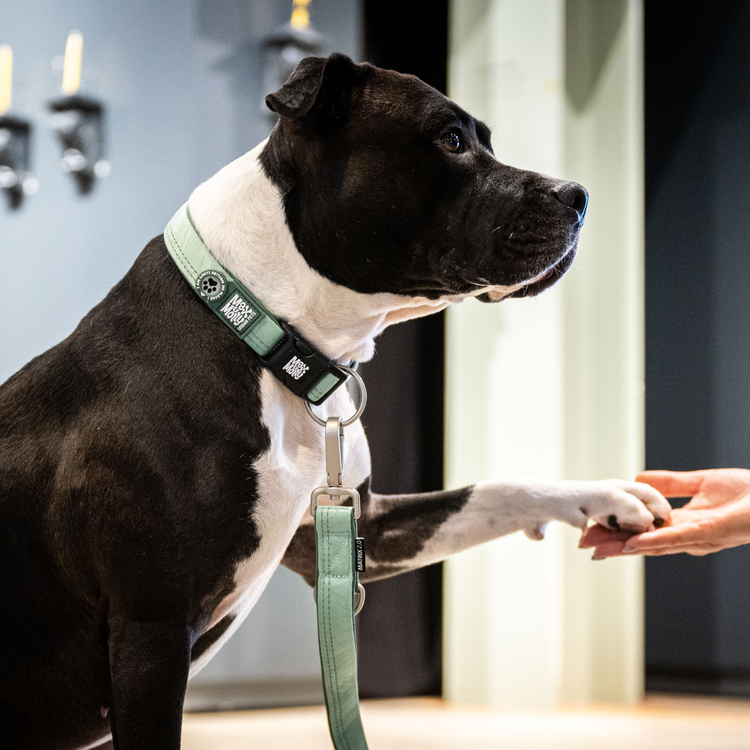 Collare Smart ID per cani GOTCHA! Matrix 2.0 Jade