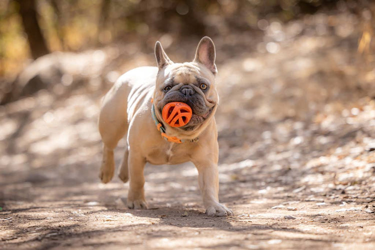 Chuckit! Pallina Air Fetch Taglia Media