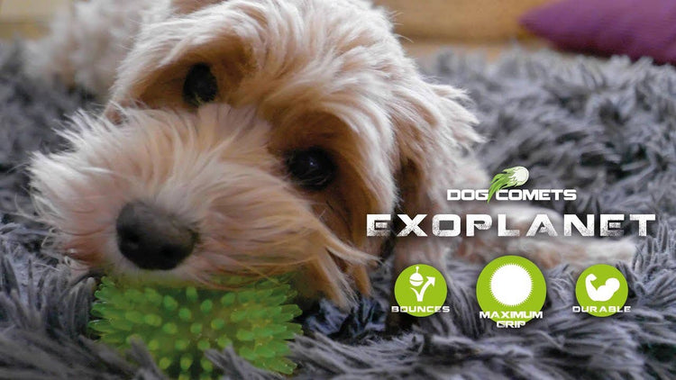 Dog Comets Exoplanet palla arancione M