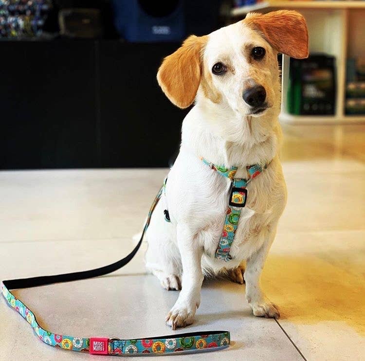 Guinzaglio corto per cani - Ciambelle