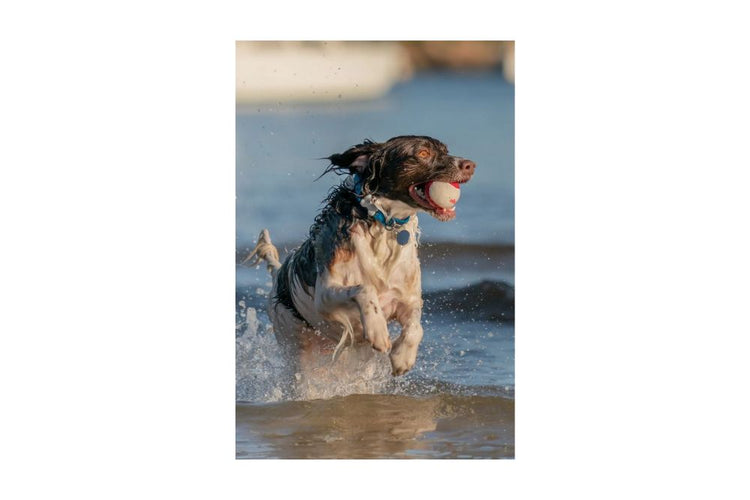 Red Dingo collare celeste con Api