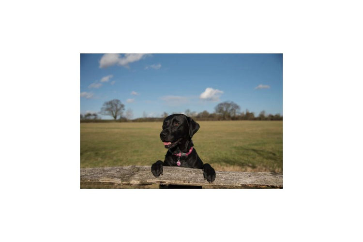 Red Dingo collare Camouflage fucsia