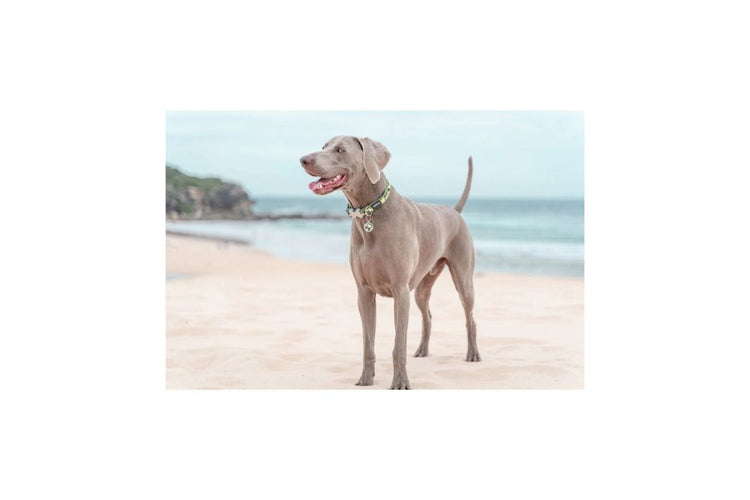 Red Dingo collare Camouflage