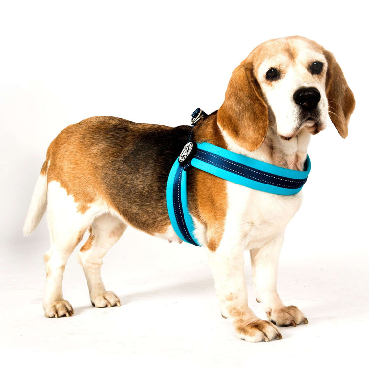 Pettorina per cani Q-Fit Sky Blue | M