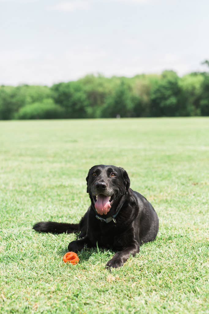 Chuckit! Pallina Air Fetch Taglia Media