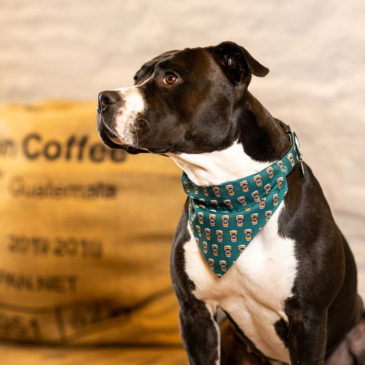 Bandana per cani - Coffee Break | S