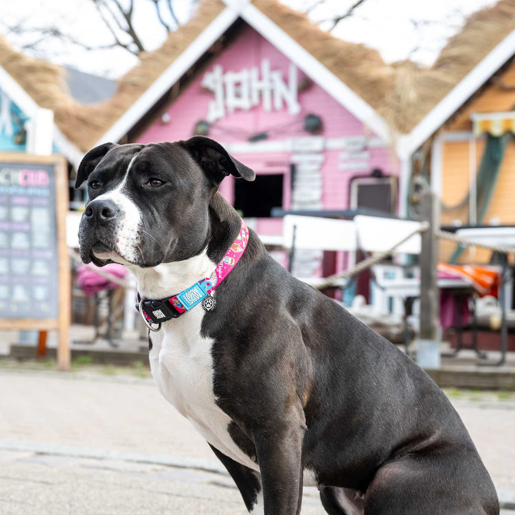 CAPITO! Collare per cani Smart ID - Magical