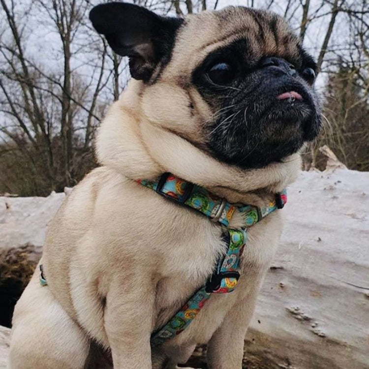Imbracatura a H per cane - Donut | S