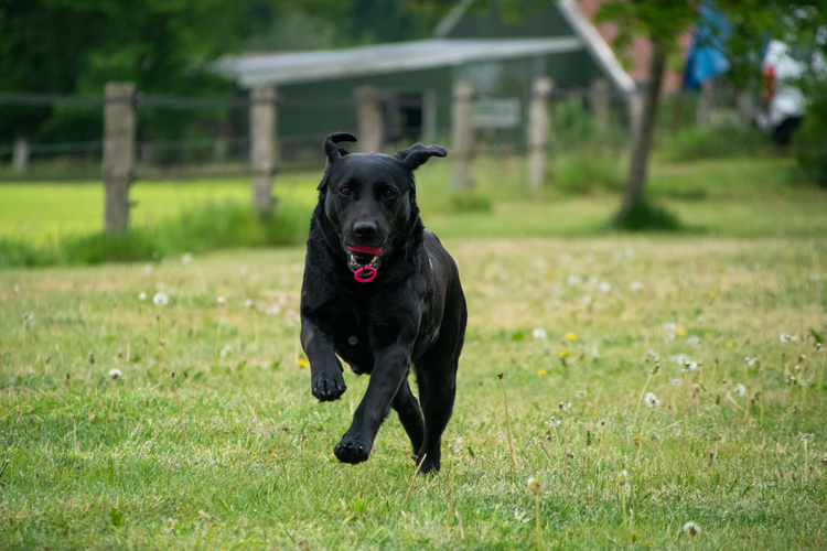 Dog Comets Blazar Jet palla giocattolo arancione